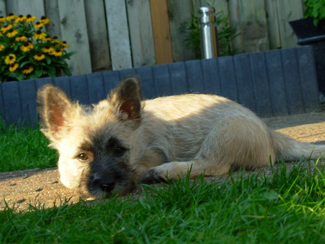 mijn knapperd sky pup