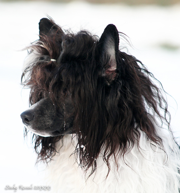 Dresscode-Zero Like a Rascal   Prcd-pra CLEAR by default