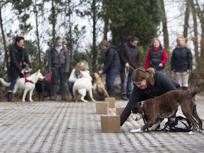 Kranten foto: ik met de boxer van mijn ouders