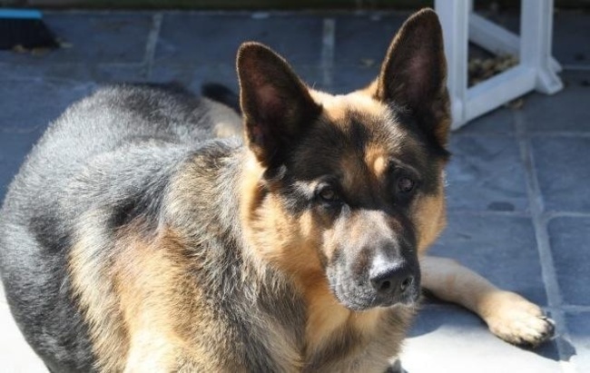 Onze vorige Duitse herder Katchoe