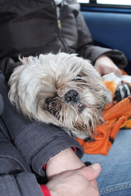 de eerste dag:op de schoot bij mijn nieuw baasje op weg naar mijn nieuwe thuis.