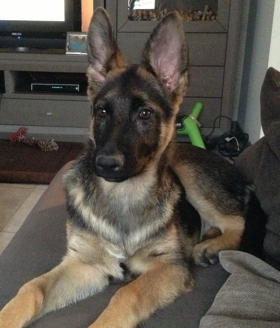 21weken
Precies terug gegroeid 