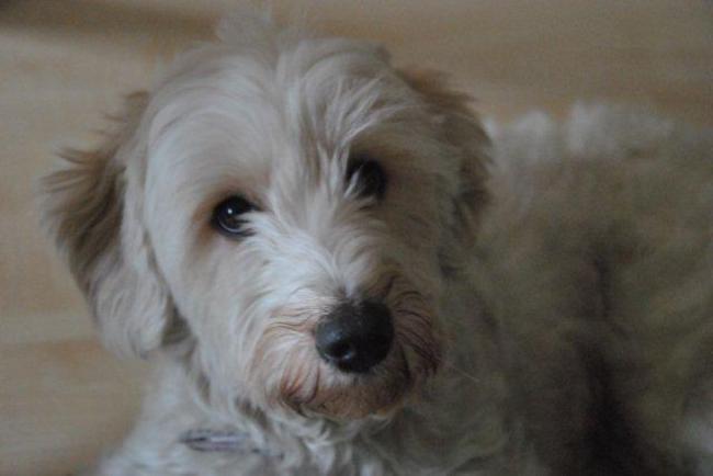 25-03-2013
In huis bij thuiskomst met Lex, mijn JR