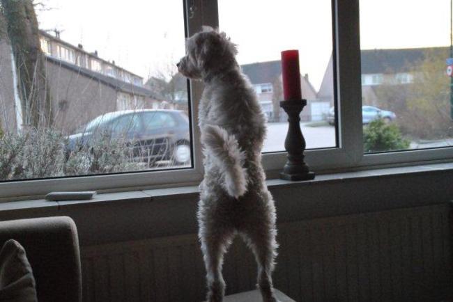 25-03-2013
In huis bij thuiskomst met Lex, mijn JR