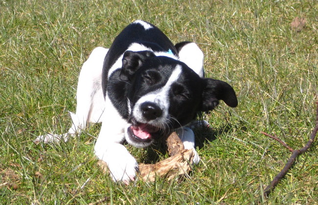 ik vond deze net na mijn grote sprong
even uitrusten en kauwen
hopen dat ik nu eindelijk eens ga wisselen met mijn melk gebit