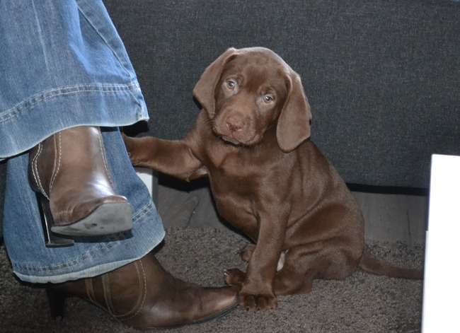 Beau voor het eerst bij ons thuis.
