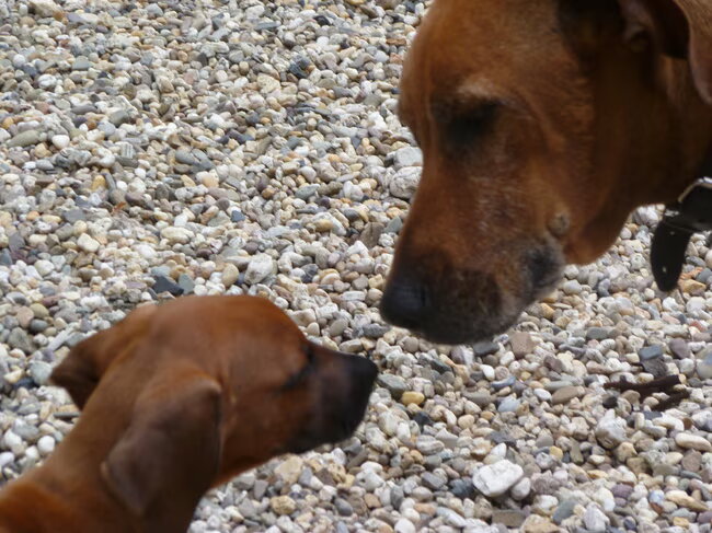 dit zijn onze 2 honden de kleine is sam en de rechter is zus die gaan…