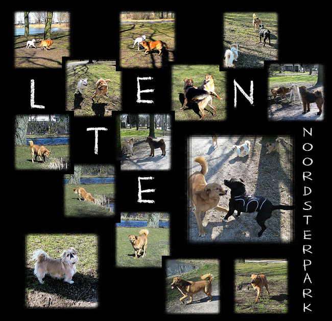 Noordsterpark Wormerveer (losloopgebied) 