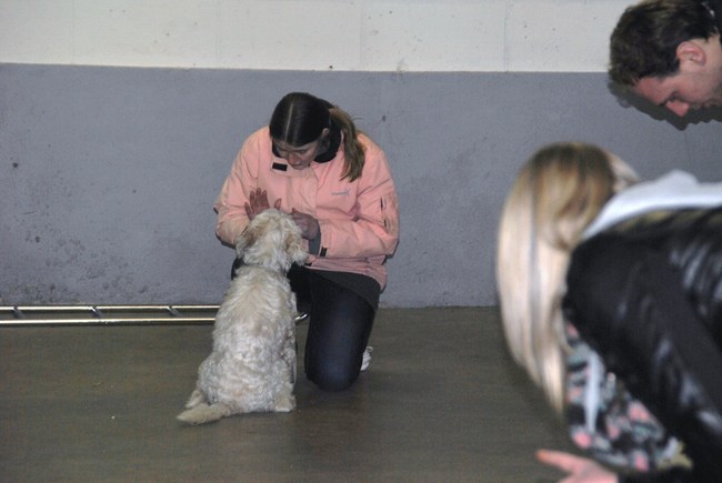 2de puppycursus les 04-04-2013
Ruby deed het weer heel erg goed :)