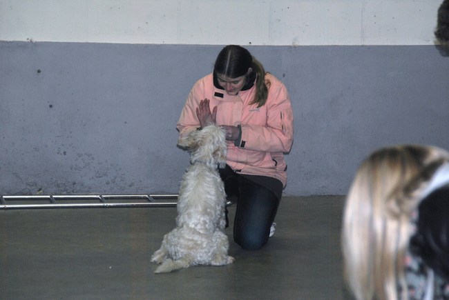 2de puppycursus les 04-04-2013
Ruby deed het weer heel erg goed :)
Touch oefening