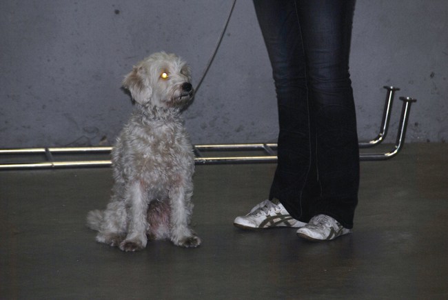 2de puppycursus les 04-04-2013
Ruby deed het weer heel erg goed :)
Afsluiting van les 2 in Ruby leven....