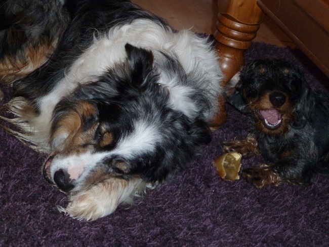 Samen kluifje kluiven