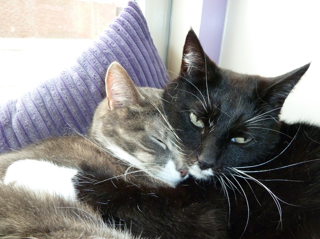 Fledder en z'n Friendje