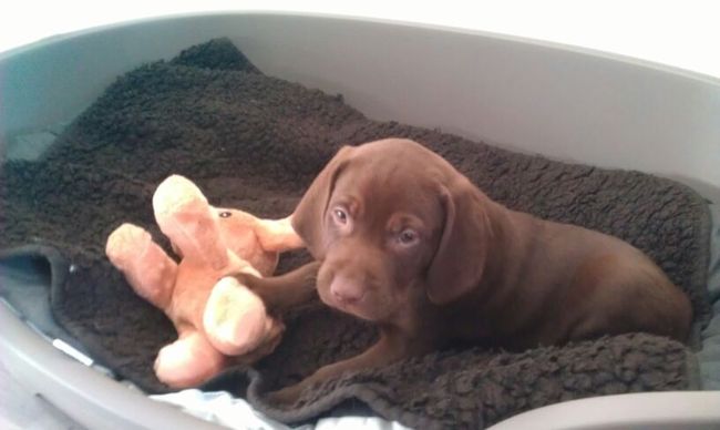 Eerste dag bij ons thuis.