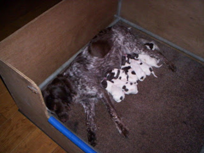 hier was ze zelf 3 jaar en kreeg pups
het waren er 8 en ze had maar 7 tepels dus een pup moesten wij zelf voeden. 