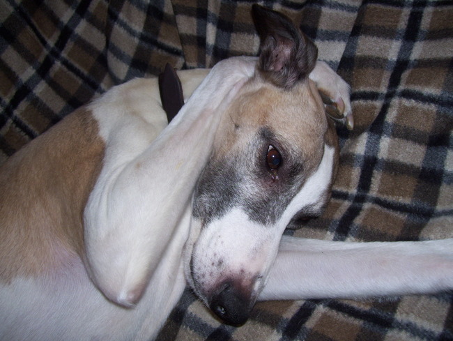 Jongens, koppijn dat ik heb!