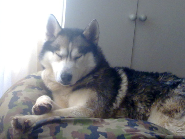 wat een honden leven zeg. heerlijk