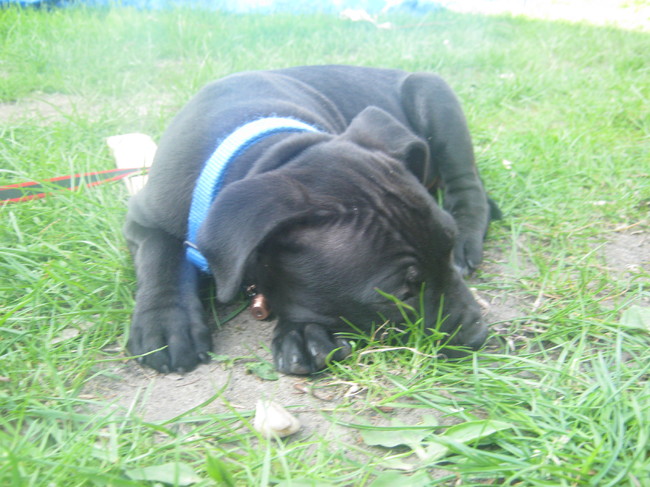 Op het gras kan ik ook wel slapen! 