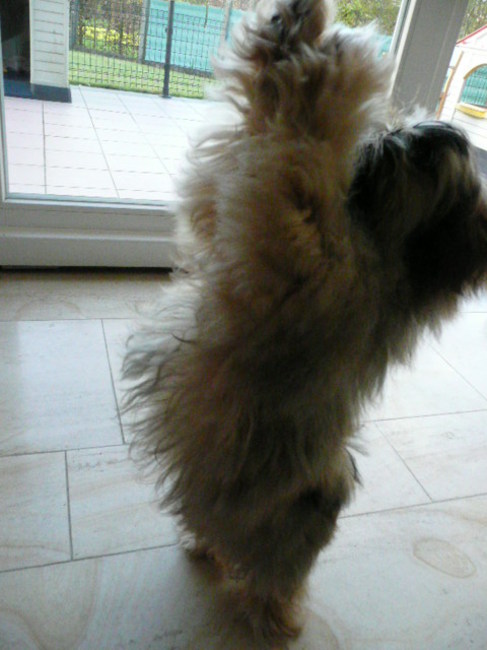 met dit kunstje zijn mijn baasjes altijd verrast :) beloning volgt 