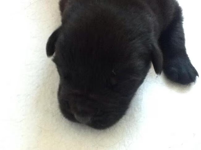 Foto van Tineke *Luna * Rambo (Brutus R.I.P)