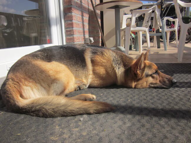 Dit is onze lieve Goa. Ze is amper 1.5 jaar oud, maar is reeds de…