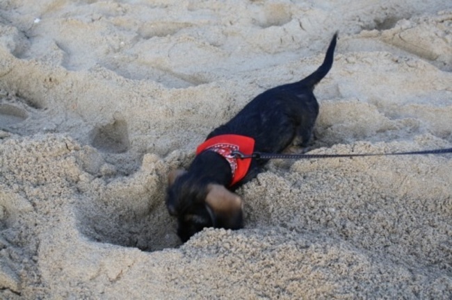 Crumbles eerste keer strand. 11 weken