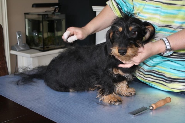 Cookies eerste pluk, 6 maanden
