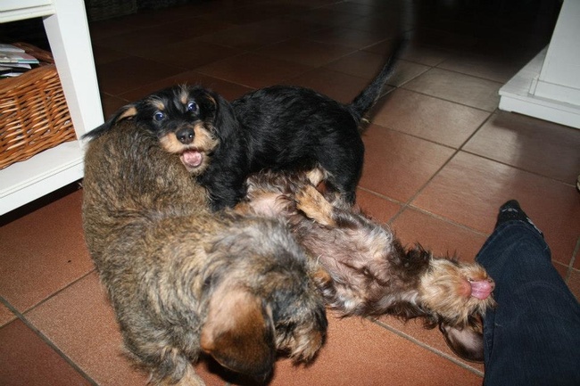 Rare koppen trekken tijdens het spelen. 
Crumble gooit haar kont altijd in de strijd en kegelt de andere om. 
Maar nu cookie al bijna groter is dan zij valt dat niet meer zo erg mee.m