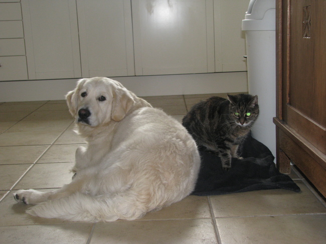 ziggy samen met de poes (ze is blind doof en dement) . ze weet niet dat ze naast de hond ligt :D