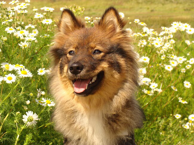 Foto van Kennel Jalanjälki