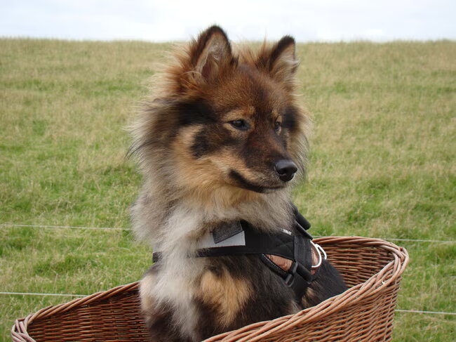 Foto van Kennel Jalanjälki