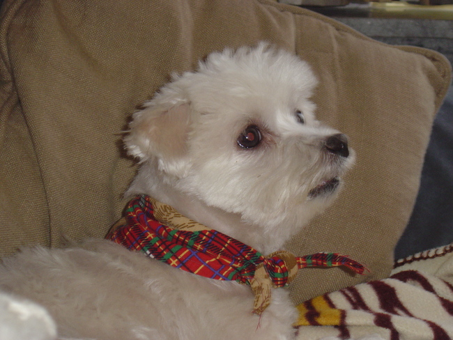 Mooie foto van onze Trixie!