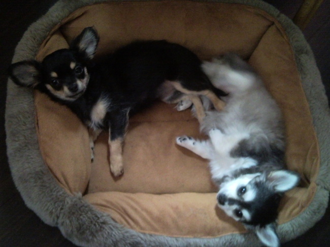 dino en phoebe in de mand.