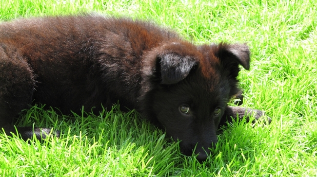 Pepper toen ze nog maar 8 weekjes oud was. Echt een kleine deugniet, zoals wel te zien is op de foto. Met haar tandjes het gras vasthouden en als je in de buurt kwam het afbijten en rondjes rennen. :)
Ik had haar hier nog maar en dag of zo.