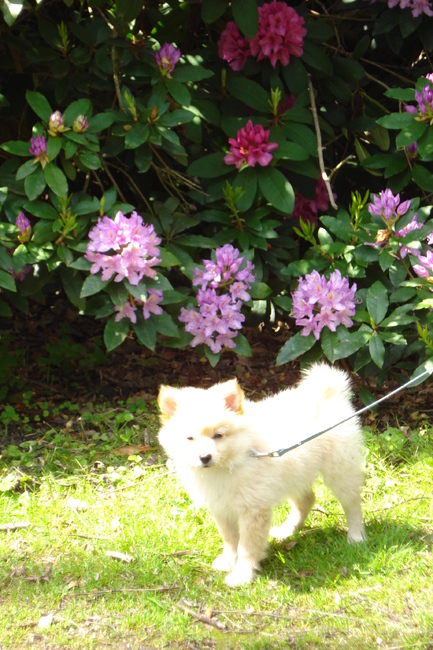 Vosje in het lentezonnetje op snuffelzoektocht!