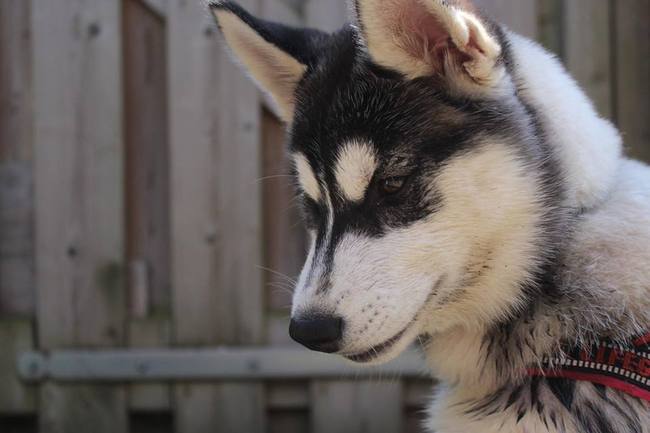 Skaraa 14,5 week (9-6-2013)