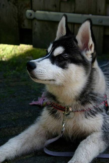 Skaraa 14,5 week (9-6-2013)