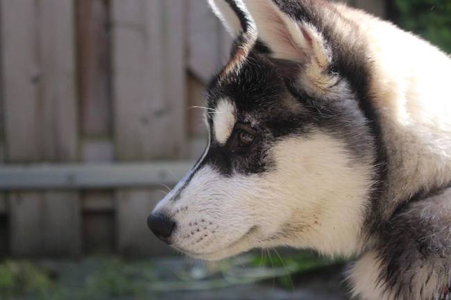 Skaraa 14,5 week (9-6-2013)