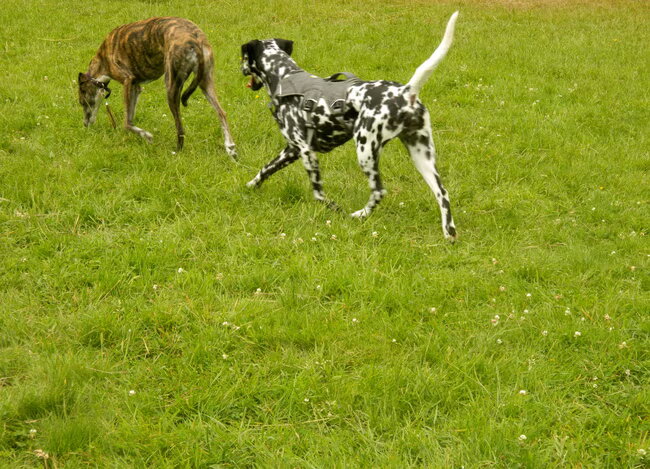Foto van Yasmine, Perdie & Orga