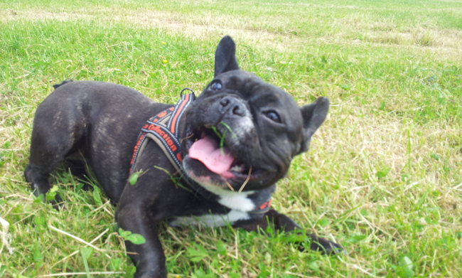 vriendinnetje van lobbus