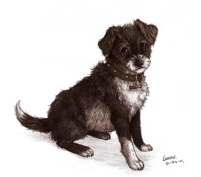 Een hondje dat ik heb getekend voor een opdrachtgever. Het is best een oude tekening, maar toch. Getekend met balpen en ingekleurd met waterverf. 