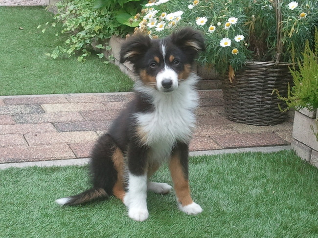 Cody 16 weken oud.