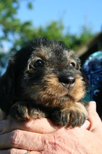 Saartje - 6 weken oud