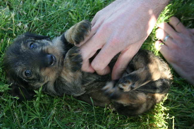 Saartje ~ 6 weken oud