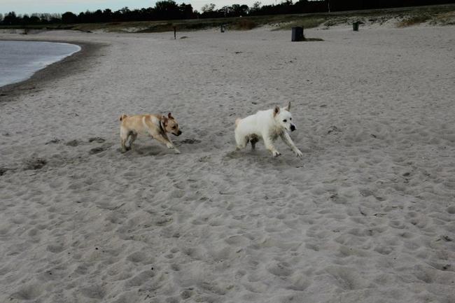 RENNEN! IK BEN SNELLER!