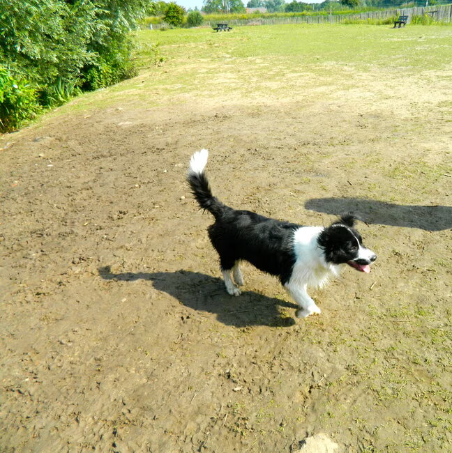 Hombeek 15/7