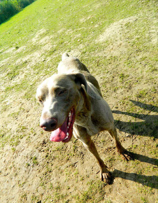 Hombeek 15/7