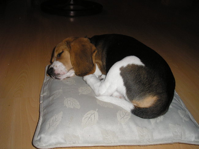 Toen paste hij nog helemaal op het kussentje, nu past alleen z'n kop en z'n nek er nog op XD