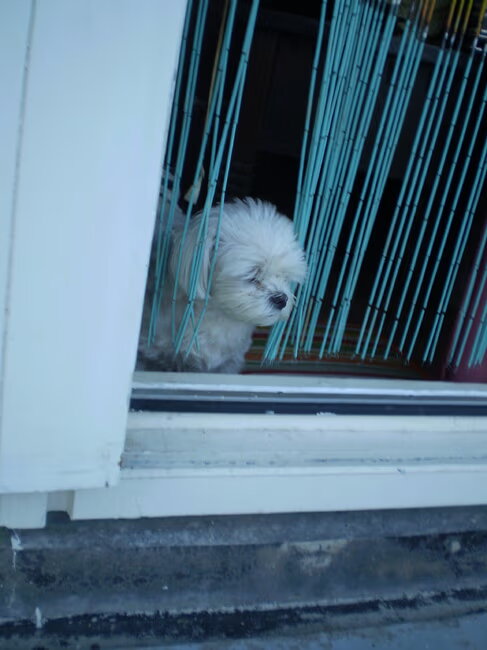 Zal ik de warmte ingaan of niet denkt Chicka