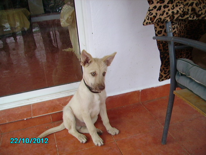 Bruno als 4 mnd. jonge pup. Toen nog in Spanje!